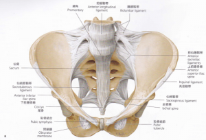 靭帯骨盤