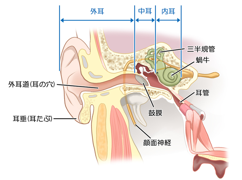 外耳